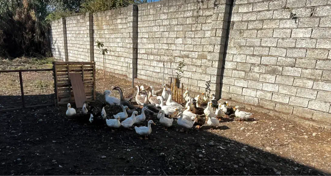 تخم غاز و اردک فروشی|حیوانات مزرعه|قائم‌شهر, |دیوار