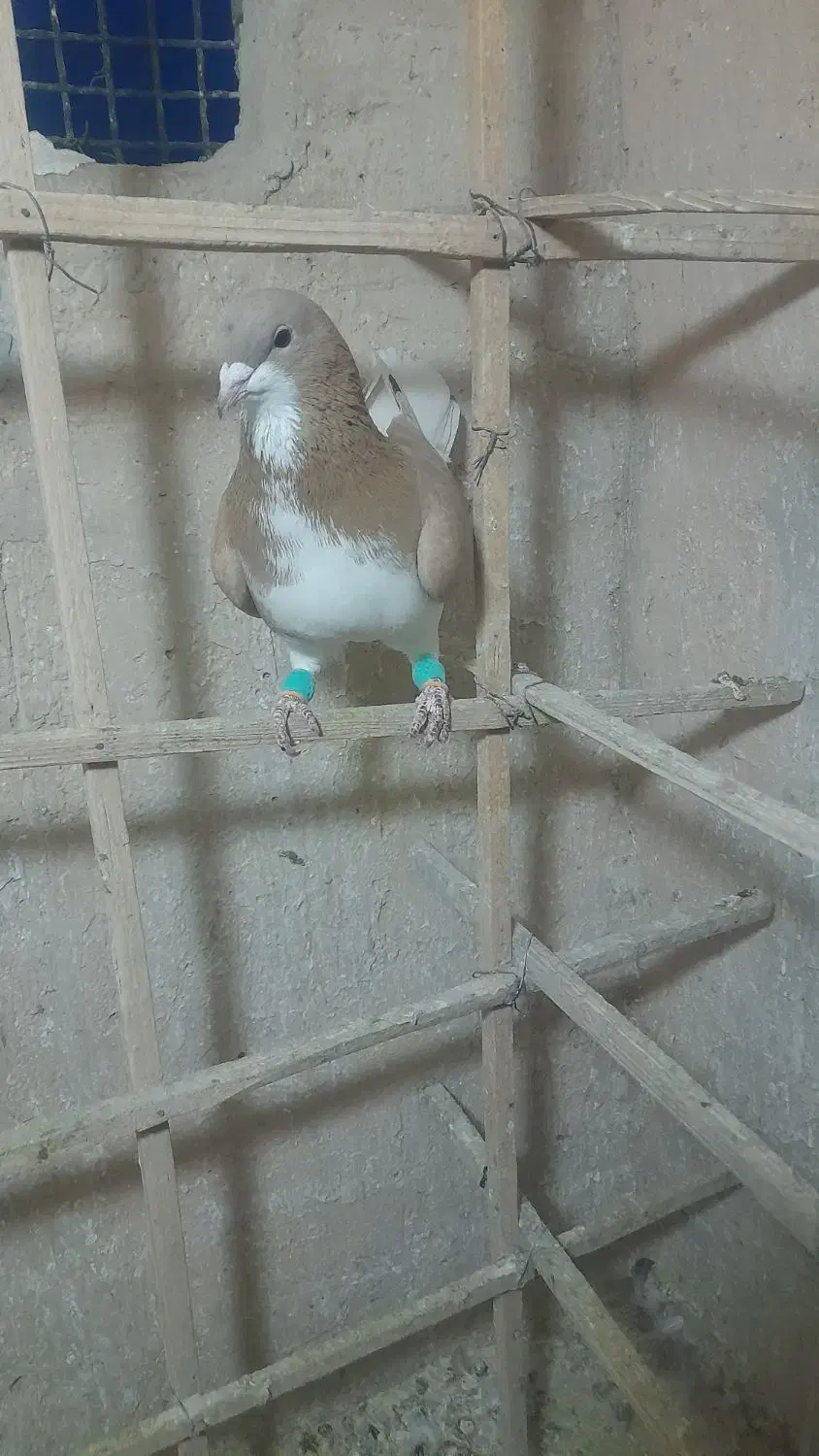 ۱۵۰۰۰۰۰|پرنده|بجنورد, |دیوار