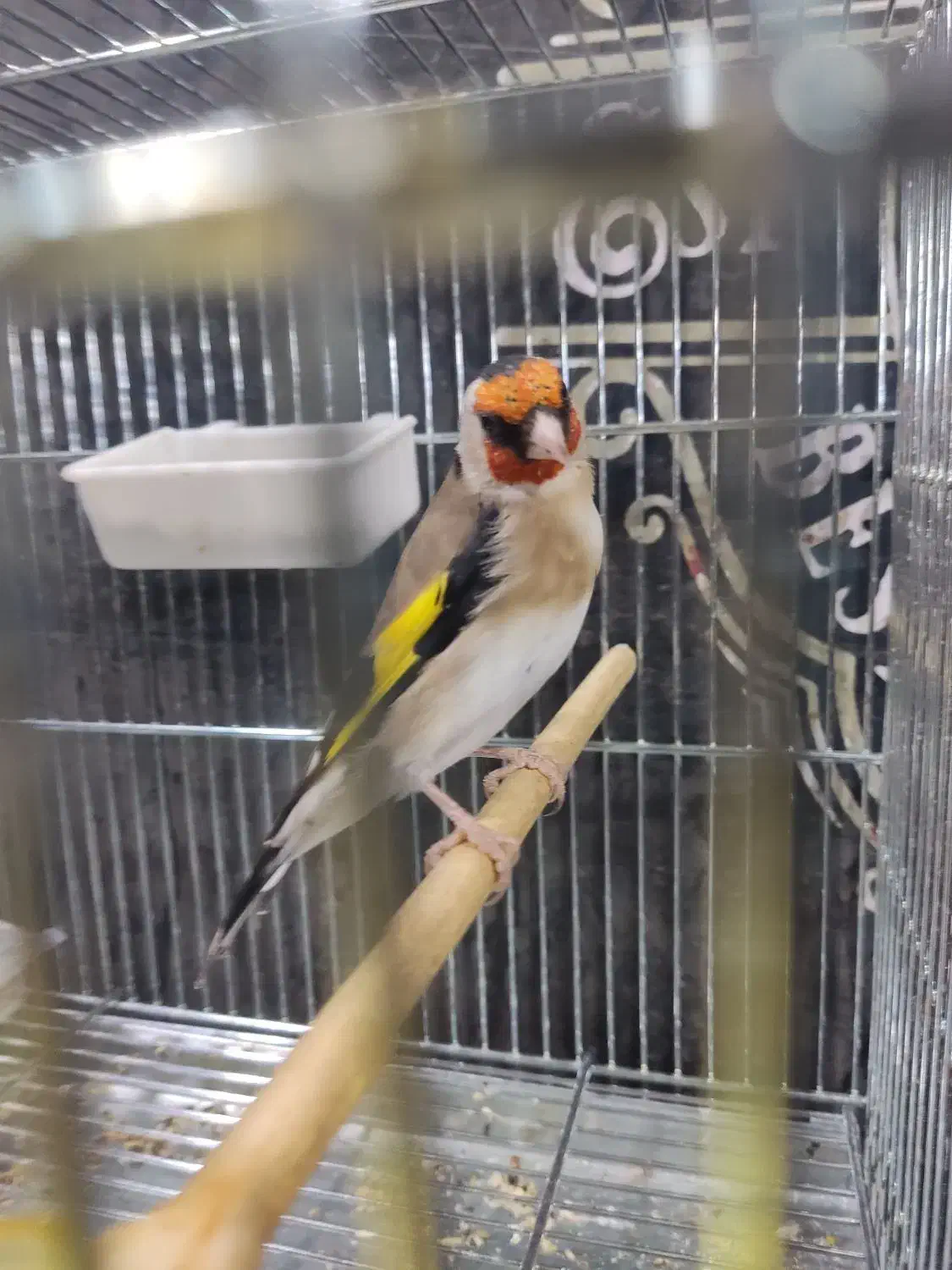 سهره نر سه ساله. جفتی قناری|پرنده|شهرکرد, |دیوار