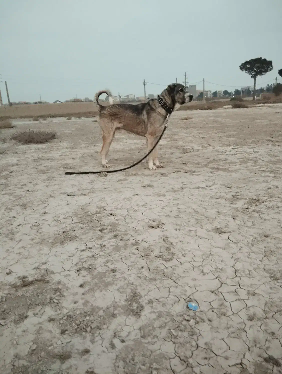 توله پژدر ۱۱مره شجره دار|سگ|رباطکریم, الارد|دیوار