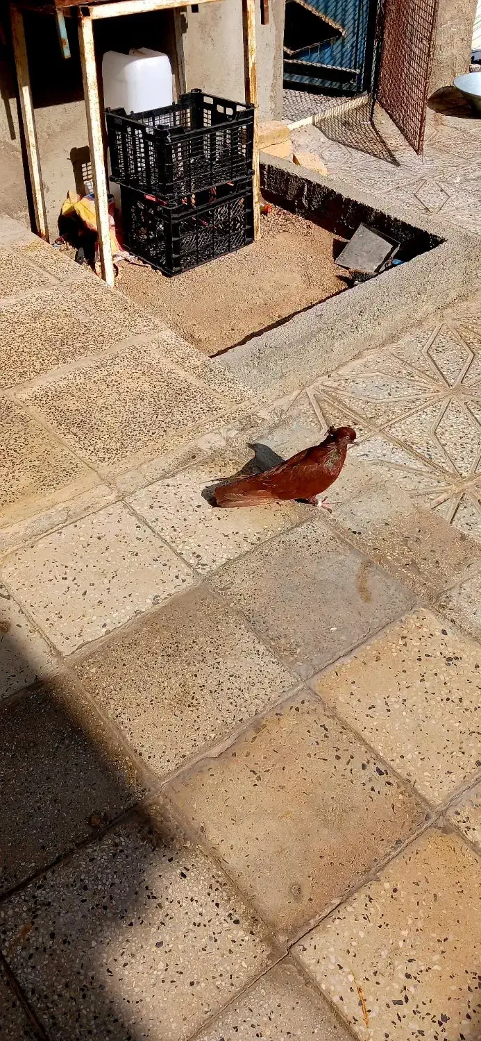 نر سرخ|پرنده|سیلاخور, |دیوار