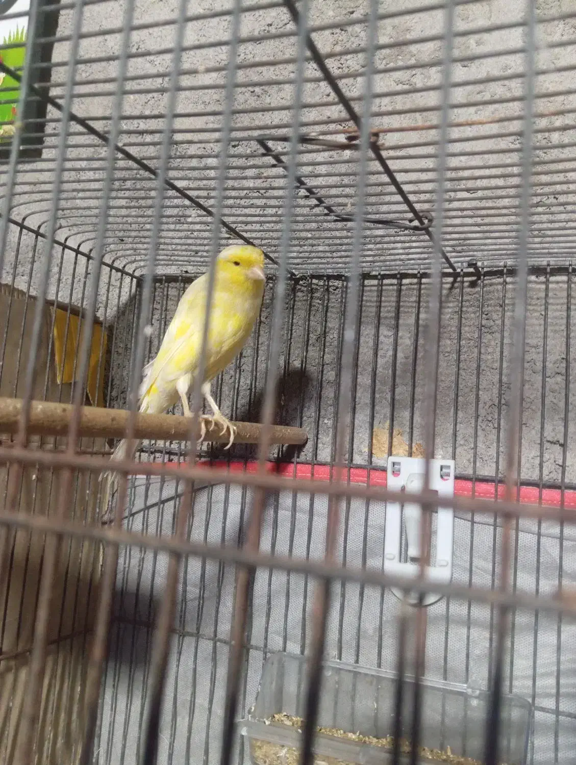 قناری ماده|پرنده|میناب, |دیوار