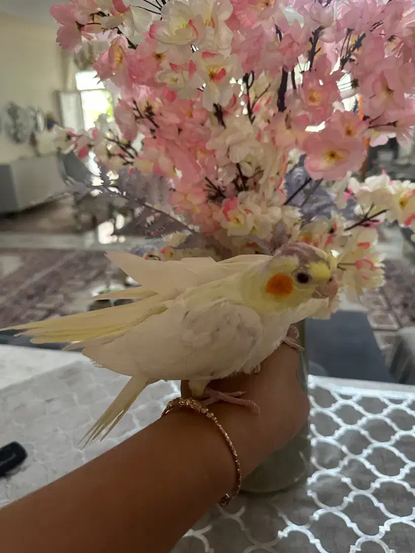 فروش عروس کاملا رام و دستی|پرنده|مشگین شهر, |دیوار