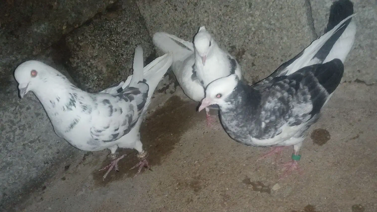 ۳عدد کبوتر خوب کاشانی 250 شازده 200 طوقی 250|پرنده|مسجد سلیمان, |دیوار