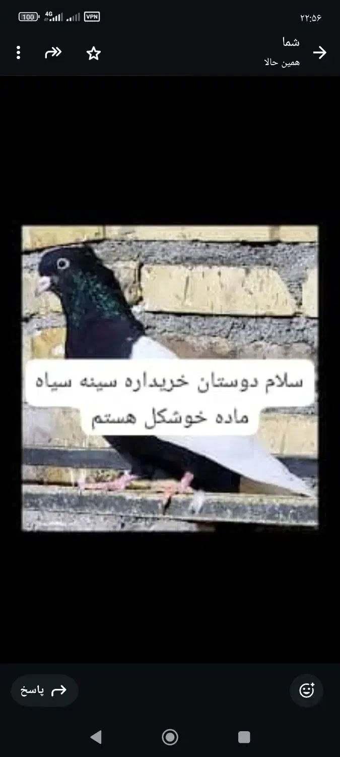 کبوتر|پرنده|شیراز, کرونی(خاتونک)|دیوار