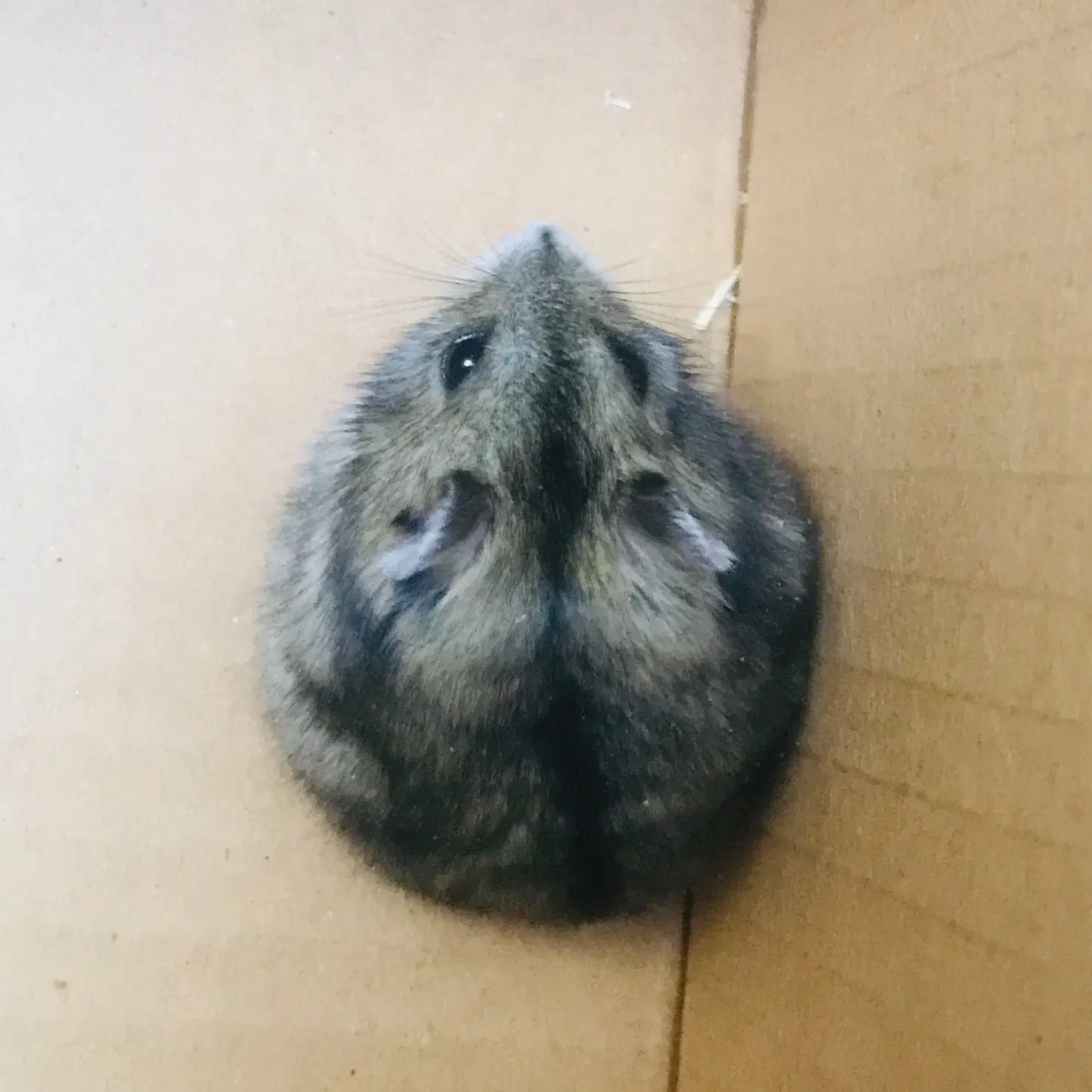 همستر سنجابی|موش و خرگوش|شیراز, زرهی|دیوار