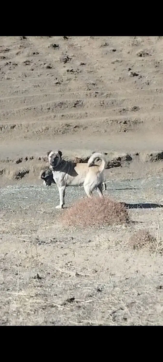 گمشده|سگ|ارومیه, |دیوار