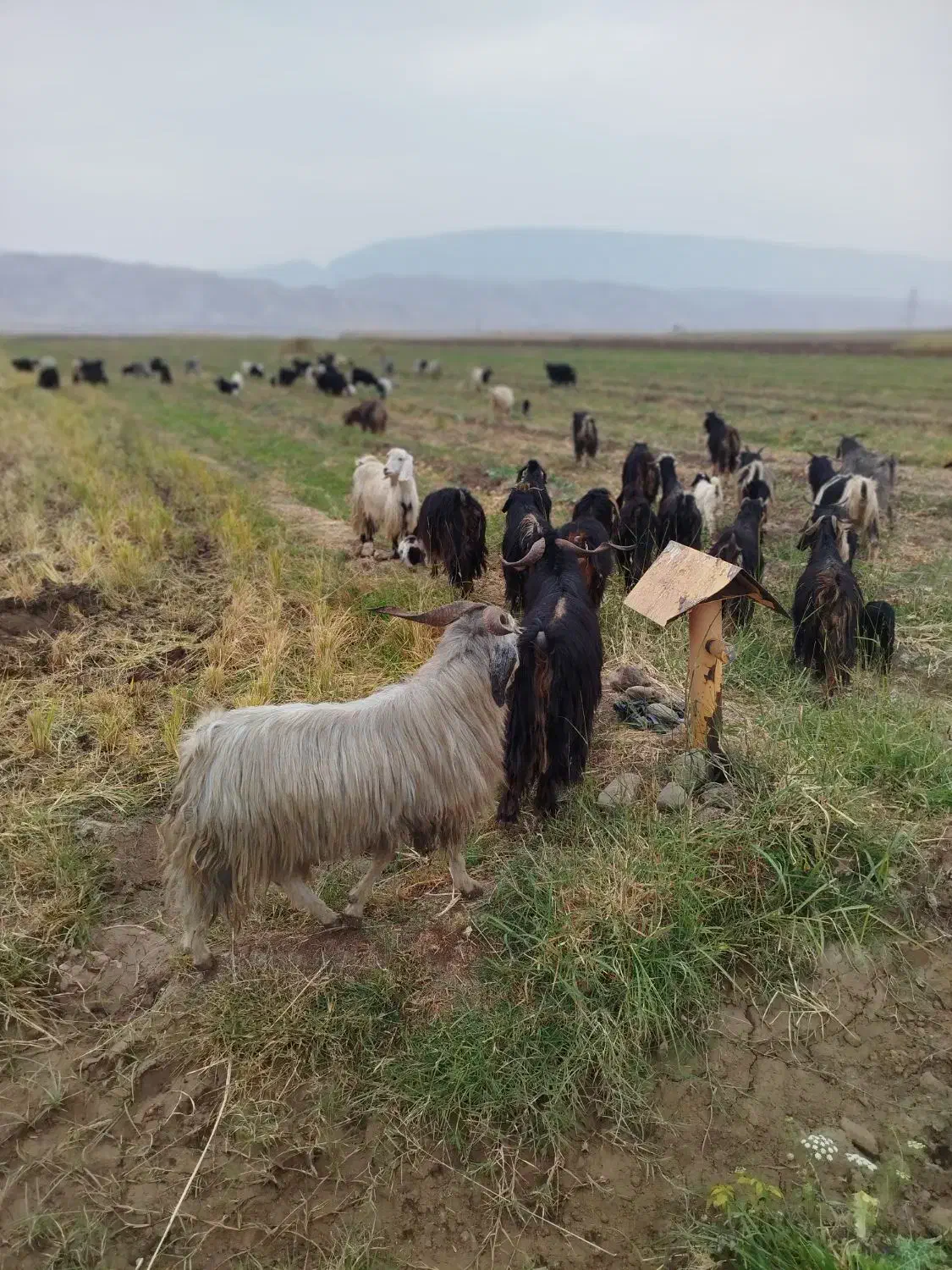 بزا بی بز ابس|حیوانات مزرعه|دره شهر, |دیوار