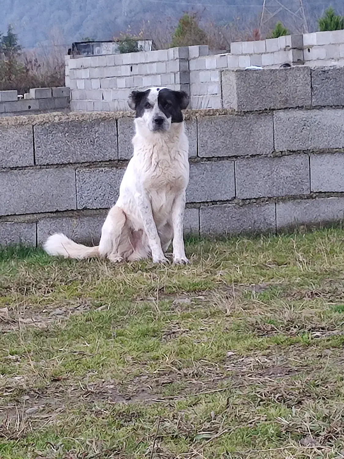 سگ دورگ سراب فوری|سگ|چابکسر, |دیوار