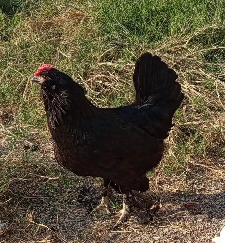 مرغ سیاه|حیوانات مزرعه|اندیمشک, |دیوار