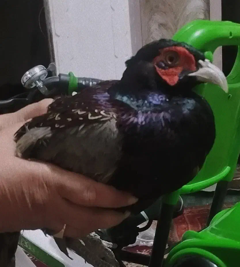 پرنده|پرنده|زهک, |دیوار