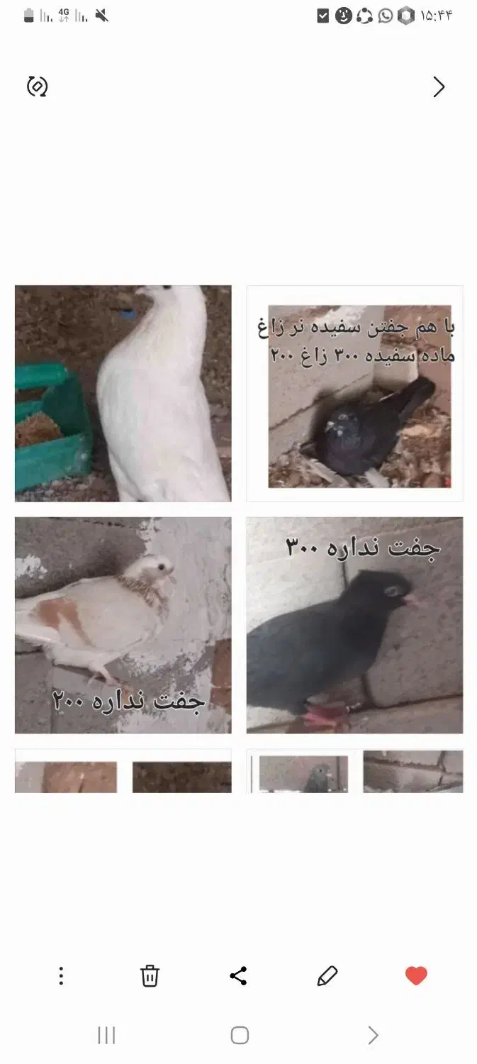 فروش چند تا کبوتر خوب و بپر|پرنده|زرند, |دیوار