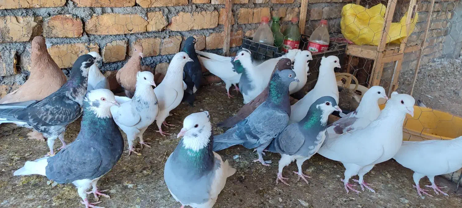 پرنده فروشی|پرنده|باغ بهادران, |دیوار