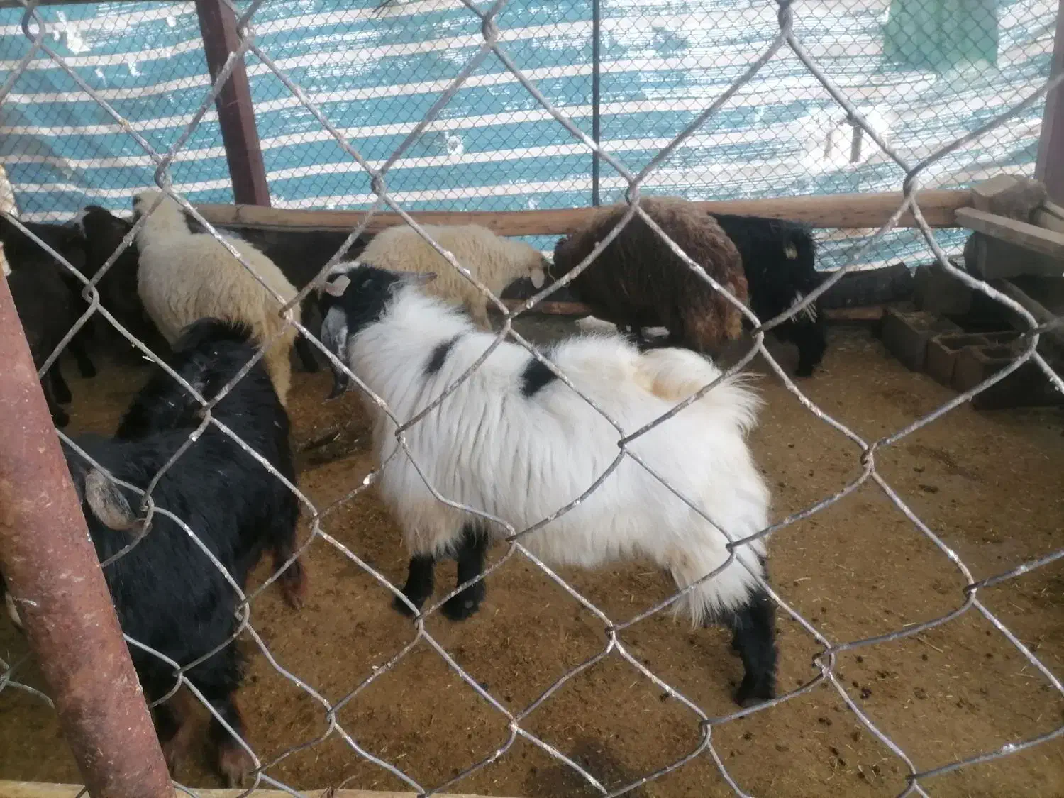 بز نر(ساورین)|حیوانات مزرعه|کرمانشاه, |دیوار