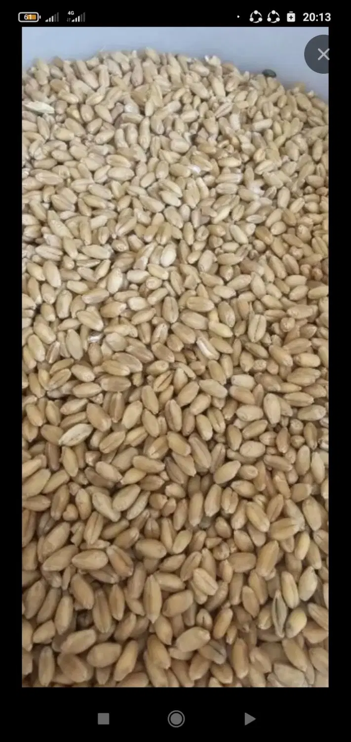گندم|خوردنی و آشامیدنی|چناران, |دیوار