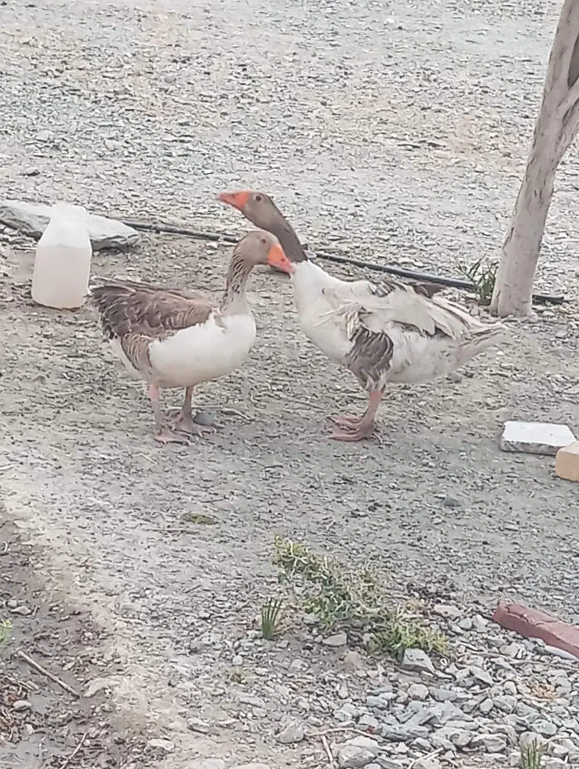 غاز|حیوانات مزرعه|کهنوج, |دیوار