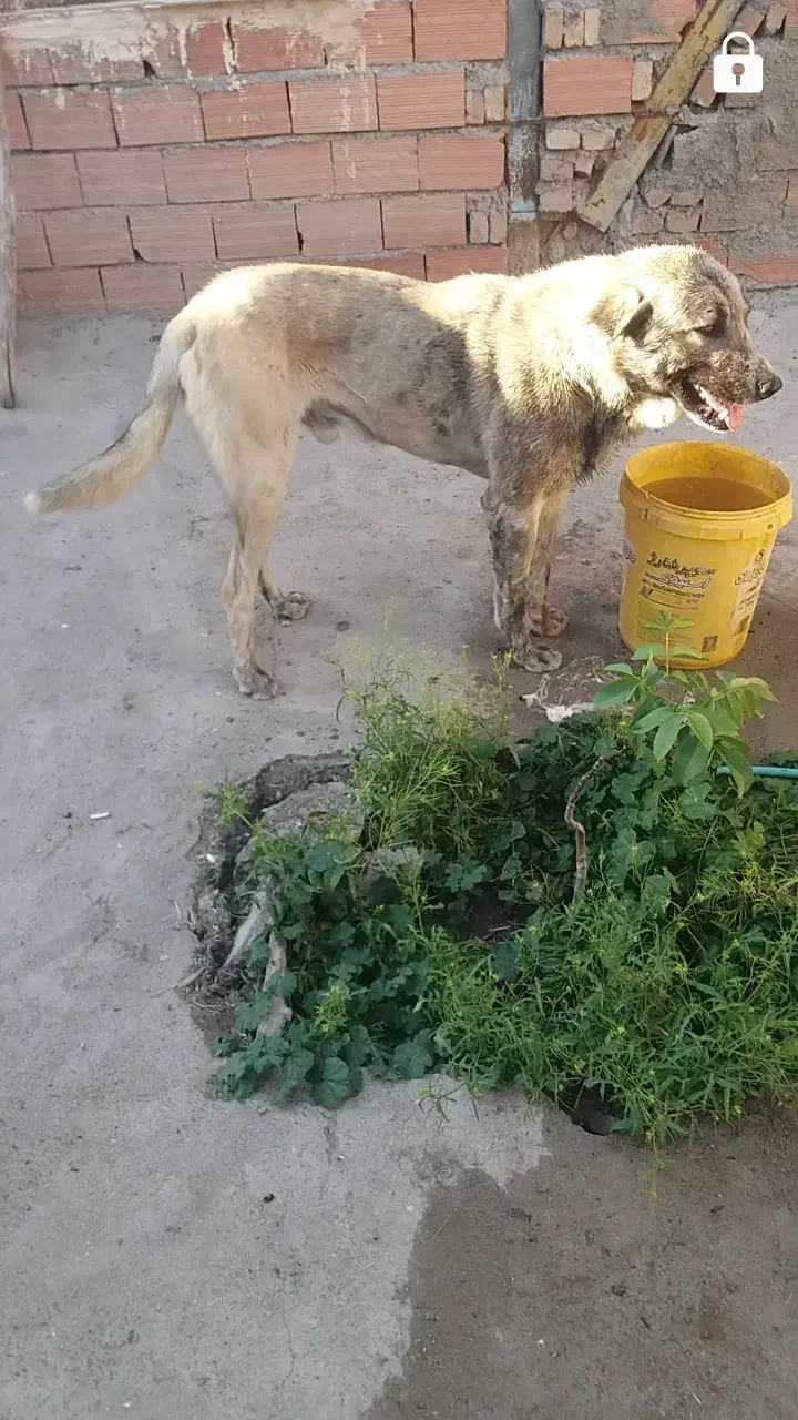 گمشده|حیوانات|اهر, |دیوار