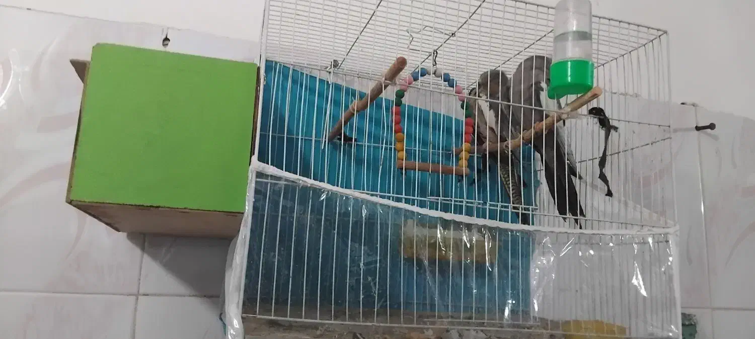 عروس قشنگه|پرنده|تربت جام, میان جام|دیوار