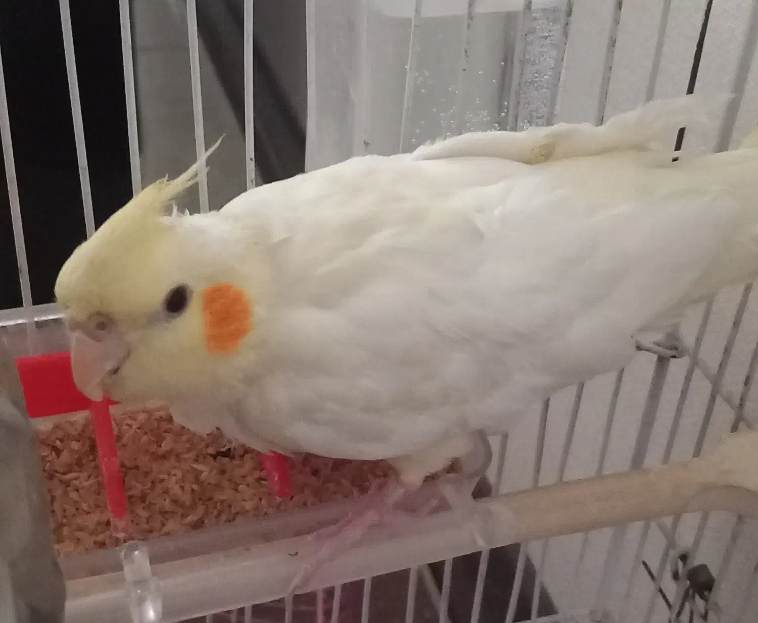 دو عدد عروس هلندی|پرنده|یزد, |دیوار