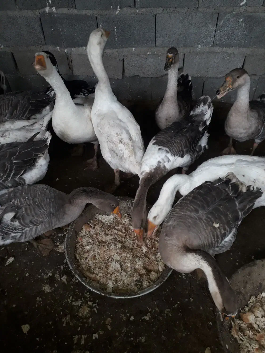 غاز لیندا|حیوانات مزرعه|قائم‌شهر, |دیوار