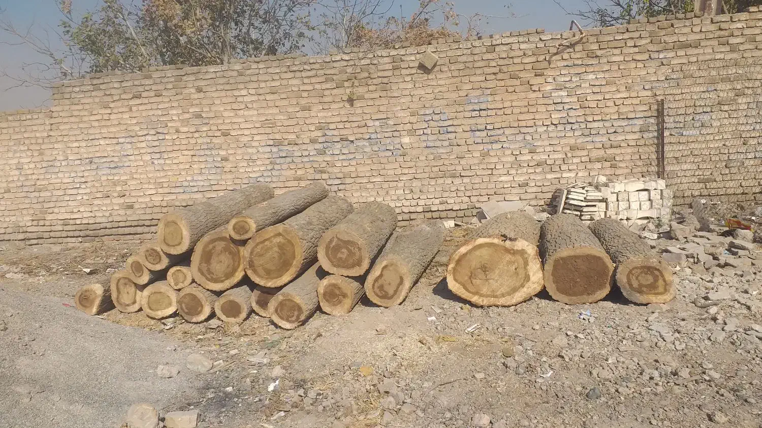 فروش چوب تبریزی|خدمات باغبانی و درختکاری|قزوین, |دیوار