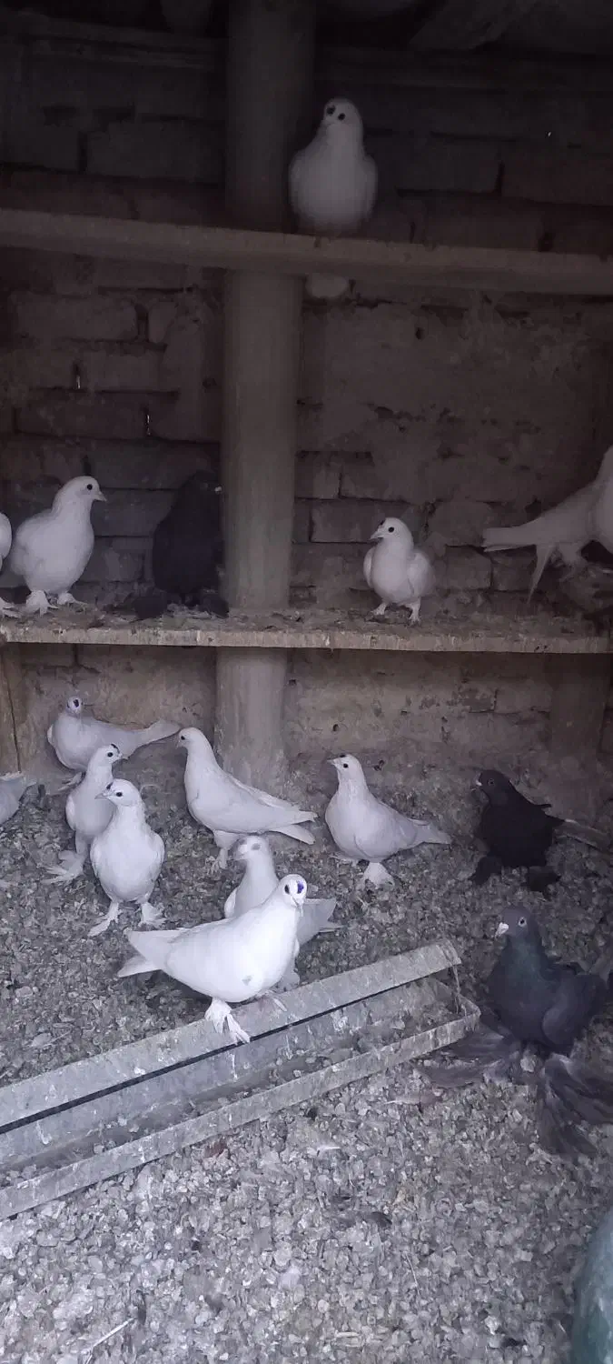 کبوتر|پرنده|تبریز, |دیوار