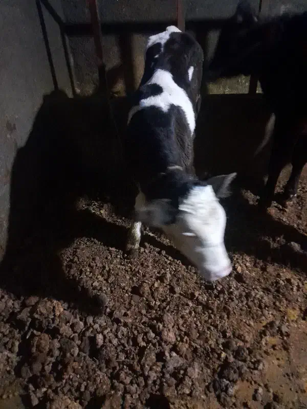 گوساله نر|حیوانات مزرعه|قیدار, |دیوار