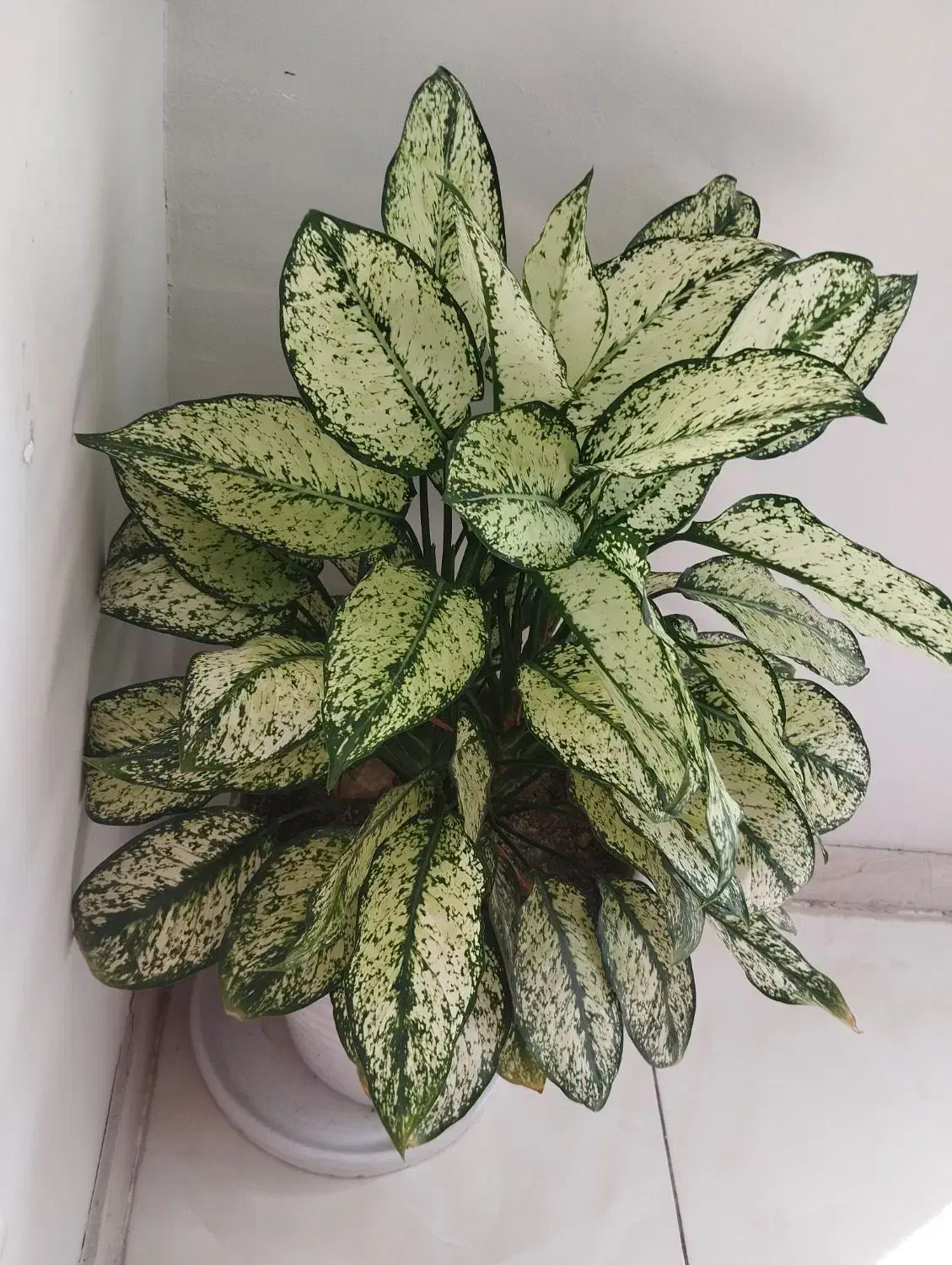 گل های شاداب|گل و گیاه طبیعی|بندرعباس, |دیوار