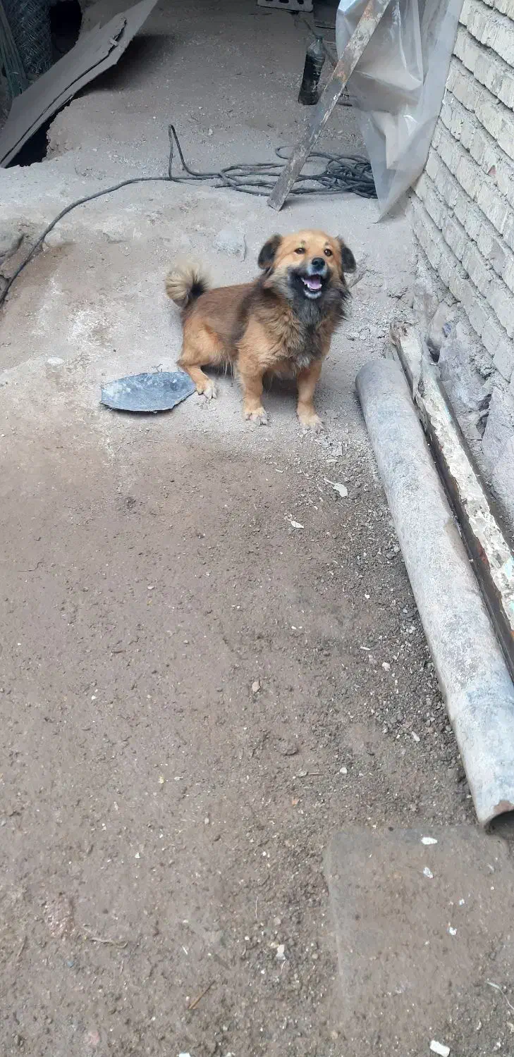 حیوانات|سگ|جلفا, |دیوار