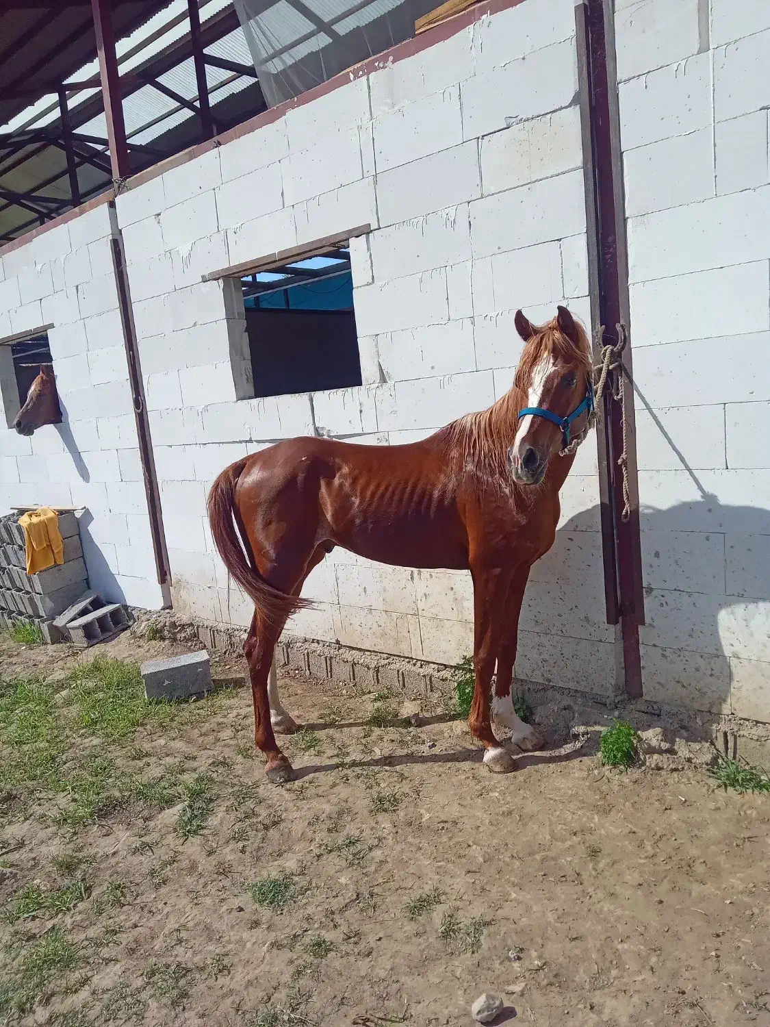 فروش یک راس اسب نریون عرب ۴.۵ ساله مدارک تکمیل|اسب و تجهیزات اسب‌سواری|پره‌سر, |دیوار