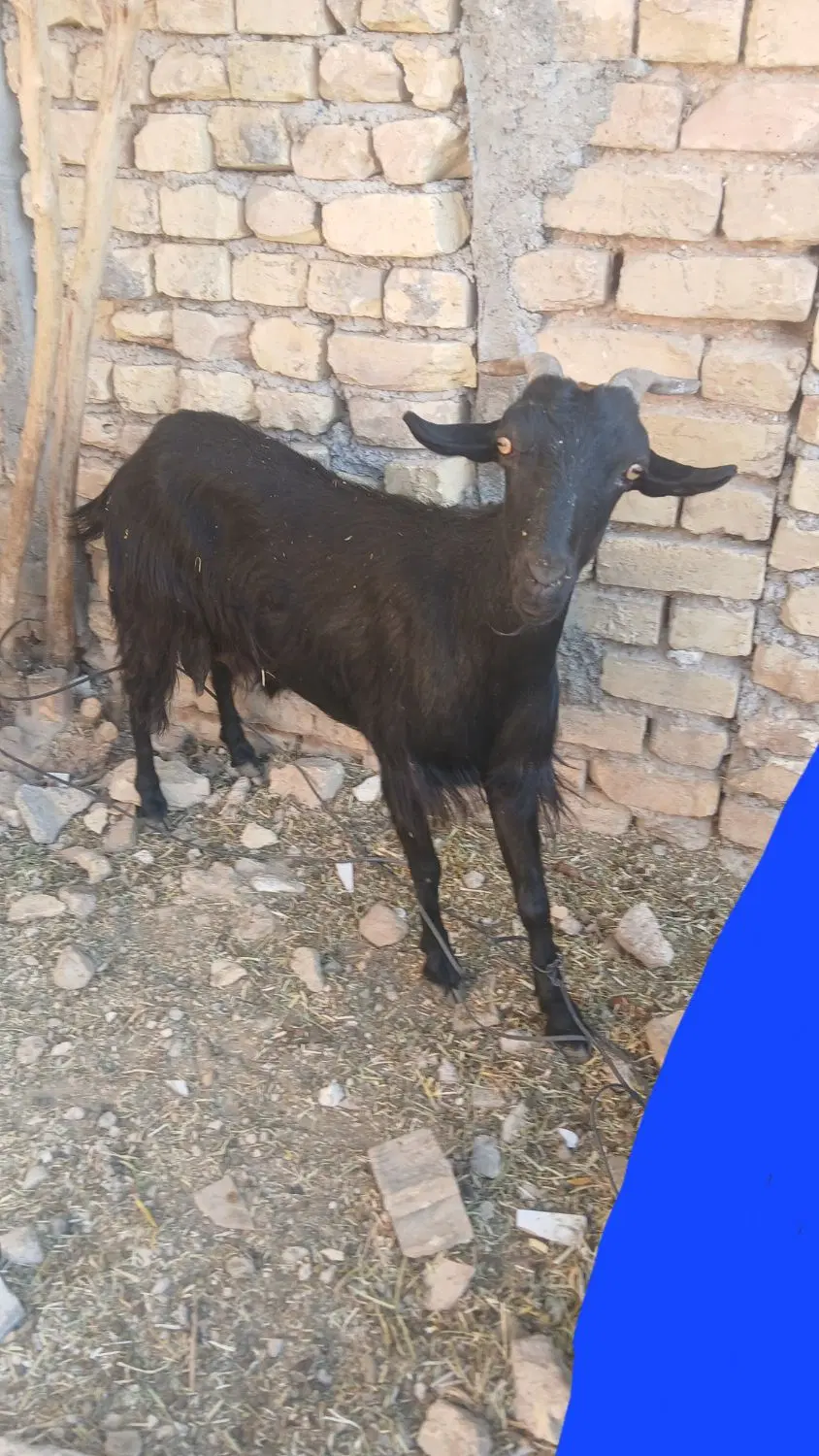 بزجوان|حیوانات مزرعه|مرودشت, تخت جمشید|دیوار