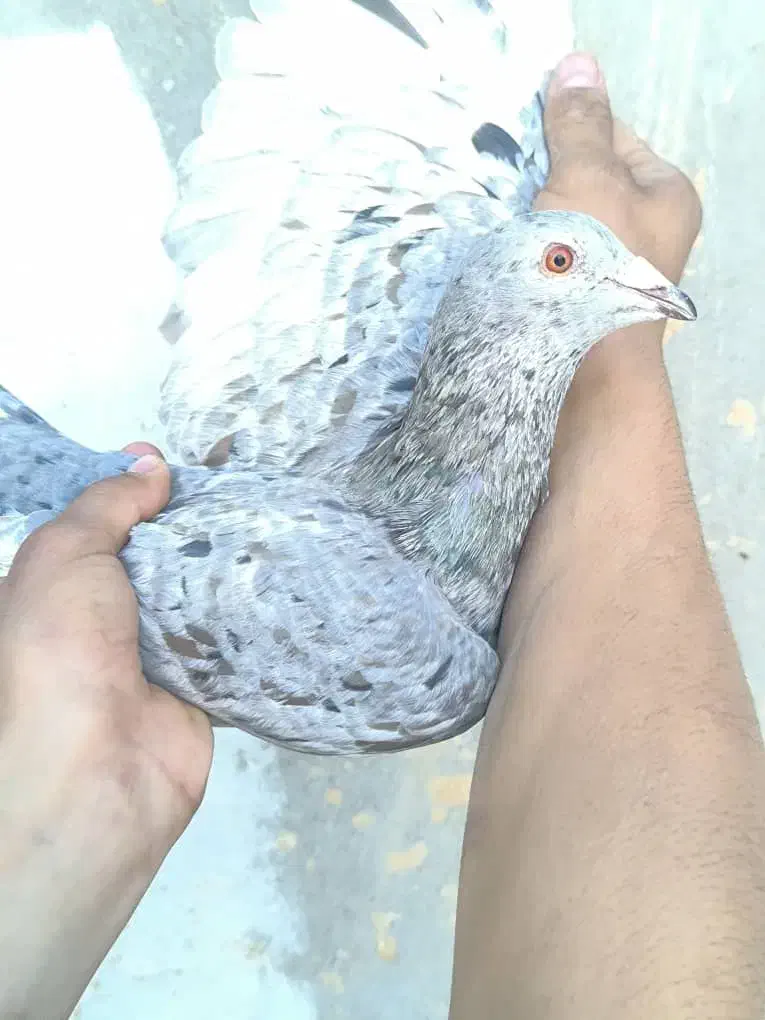 کوهی|پرنده|شوشتر, |دیوار