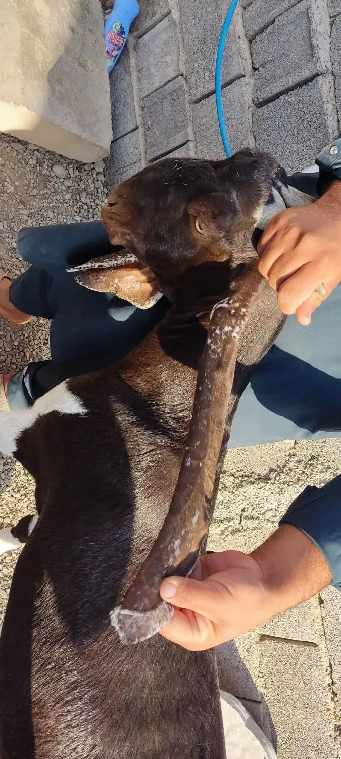 بزمری|حیوانات مزرعه|ایرانشهر, |دیوار