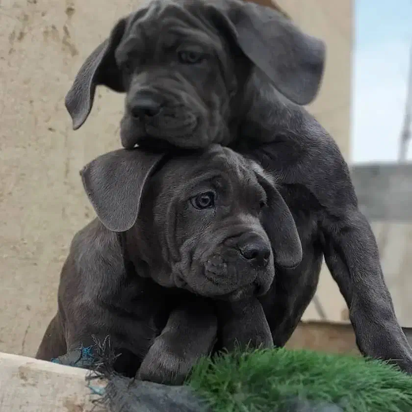 توله کنکورسو ماده کن کورسو رزرو با کیفیت استثنایی|سگ|صفادشت, |دیوار