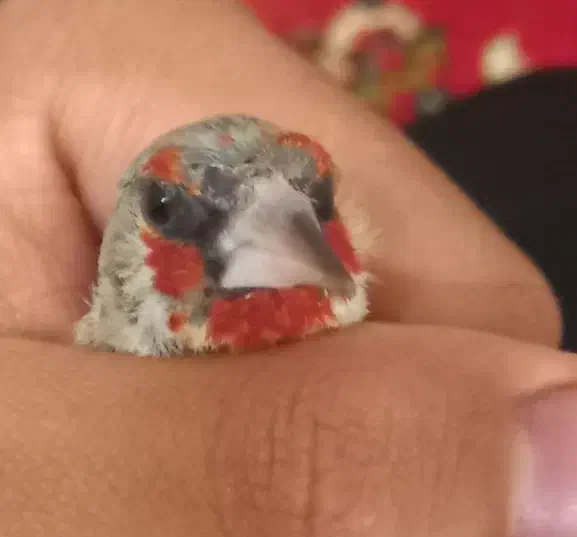 سهره|پرنده|بیرجند, |دیوار