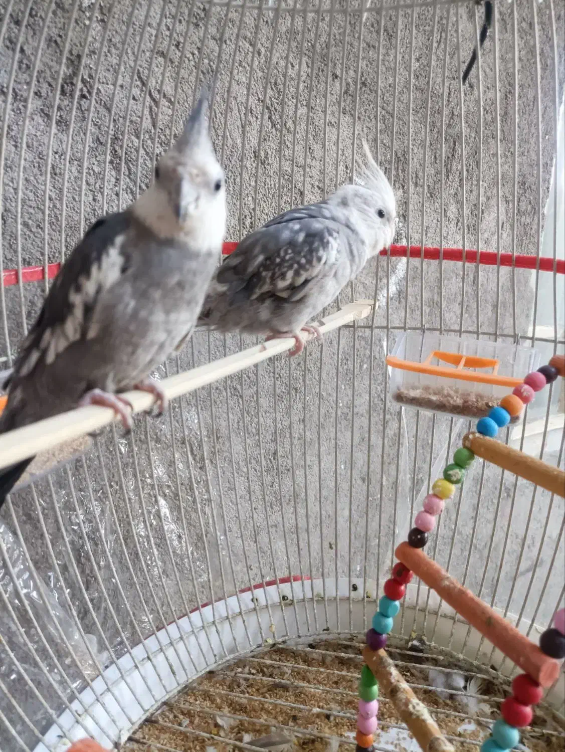 پرنده|پرنده|نیشابور, شهرک رسولی|دیوار