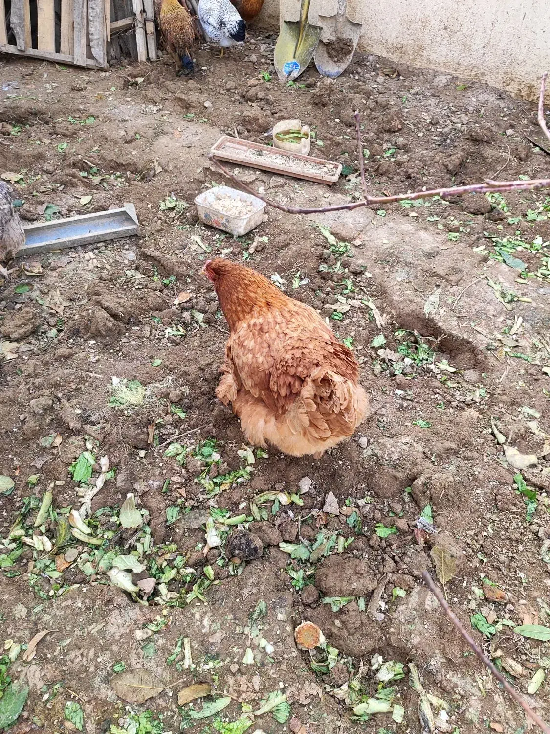 مرغ برهما|حیوانات مزرعه|تهران, جوادیه|دیوار