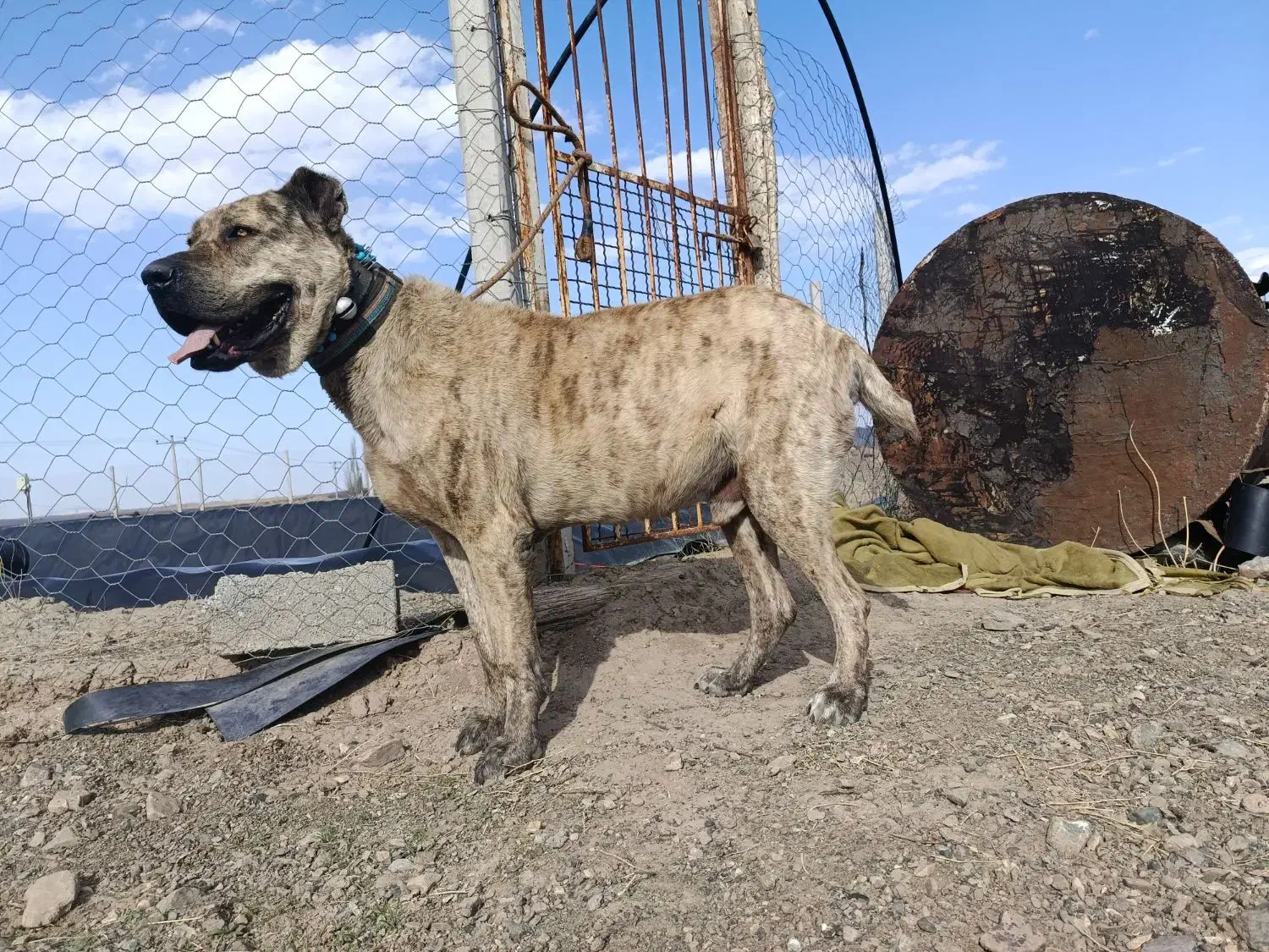 سگ نر|سگ|مشهد, مقصود آباد|دیوار