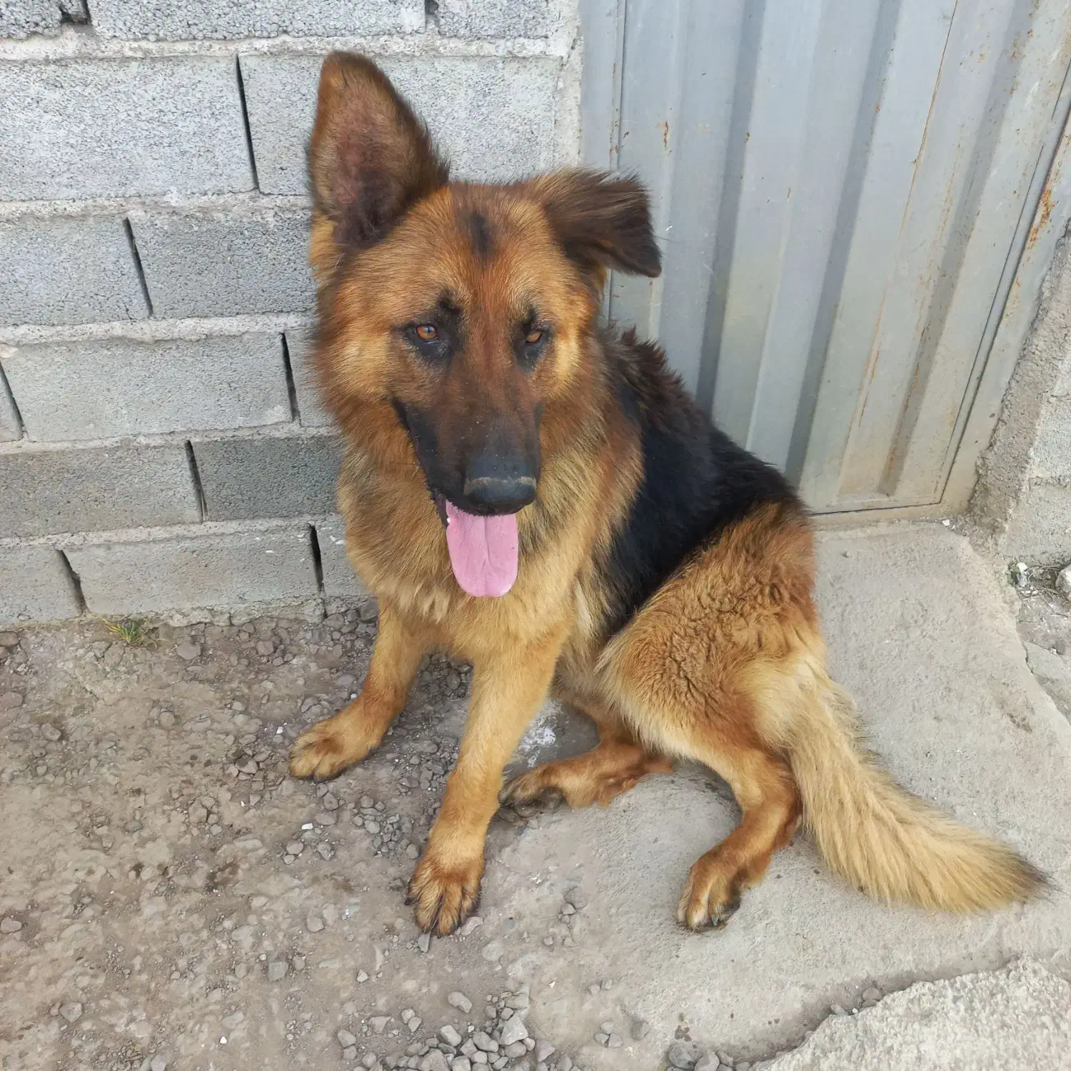 ژرمن ۲ساله نر|سگ|لاهیجان, گلستان|دیوار