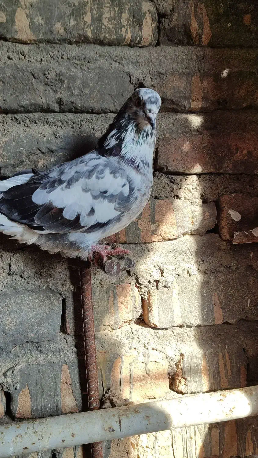 کبوتر|پرنده|سرخنکلاته, |دیوار