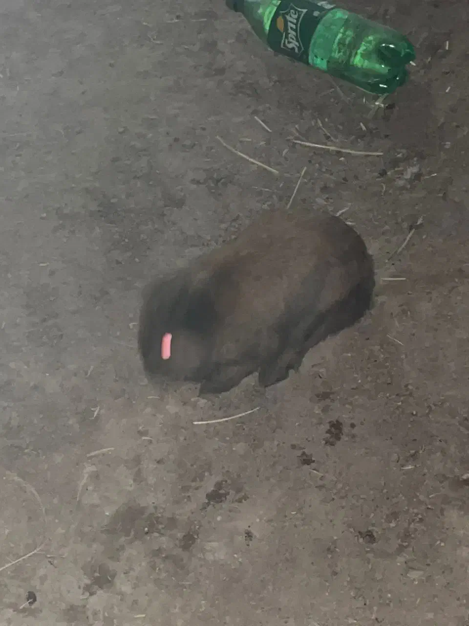 خرگوش لوپ|موش و خرگوش|زابل, |دیوار