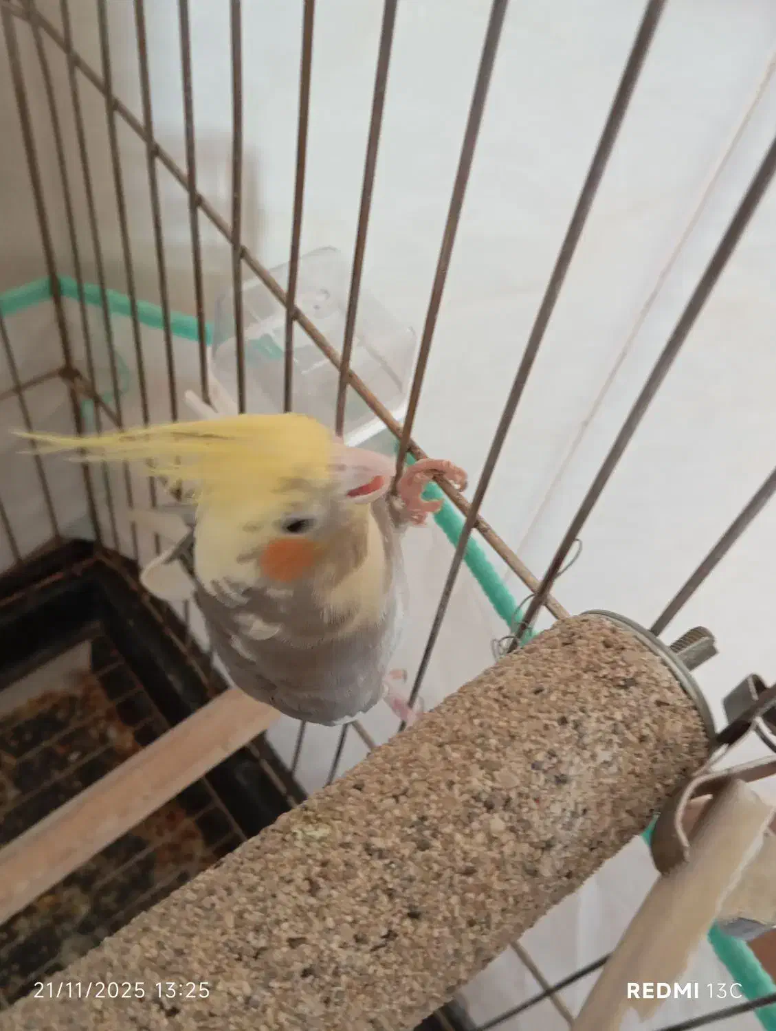 پرنده عروس هلندی|پرنده|تاکستان, |دیوار