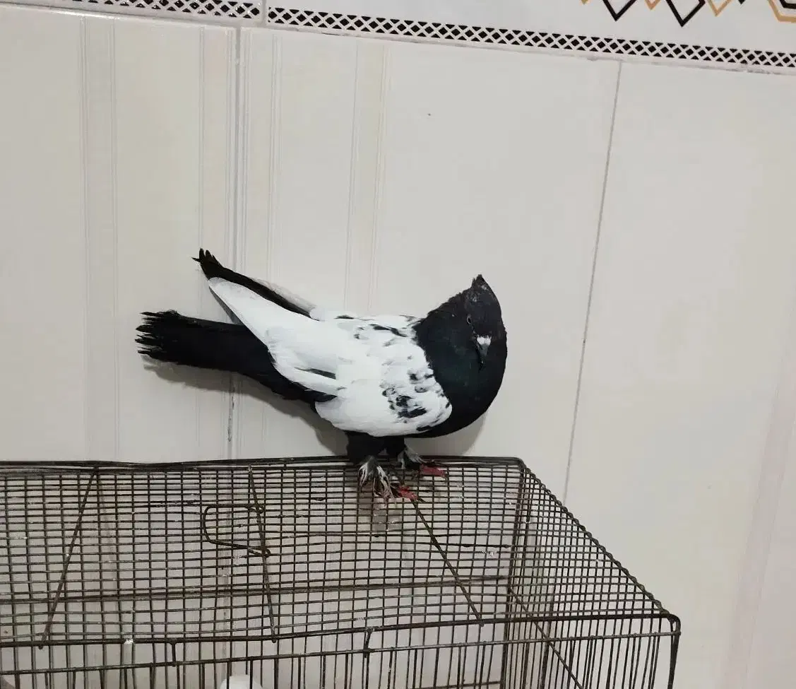 سینه ای نر|پرنده|یاسوج, |دیوار