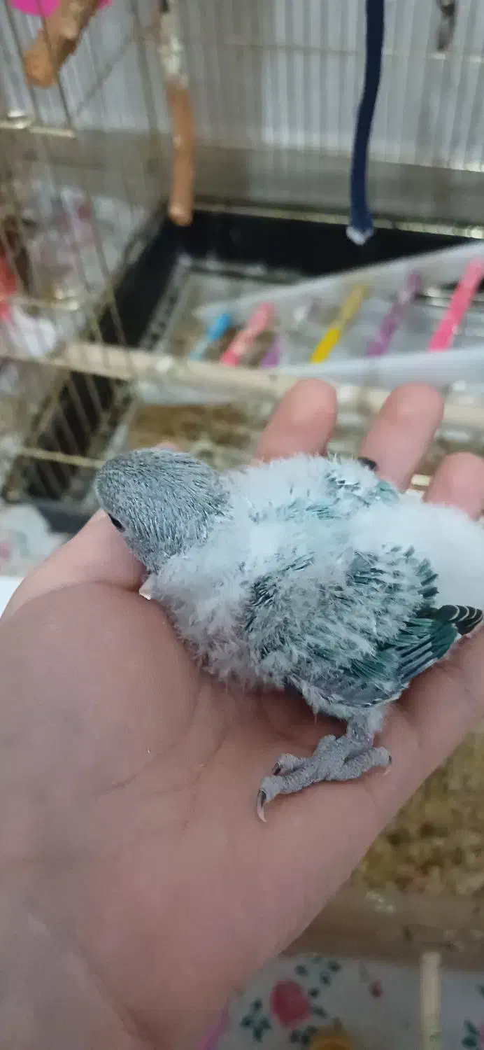 جوجه طوطی برزیلی|پرنده|قدس, شهرقدس|دیوار