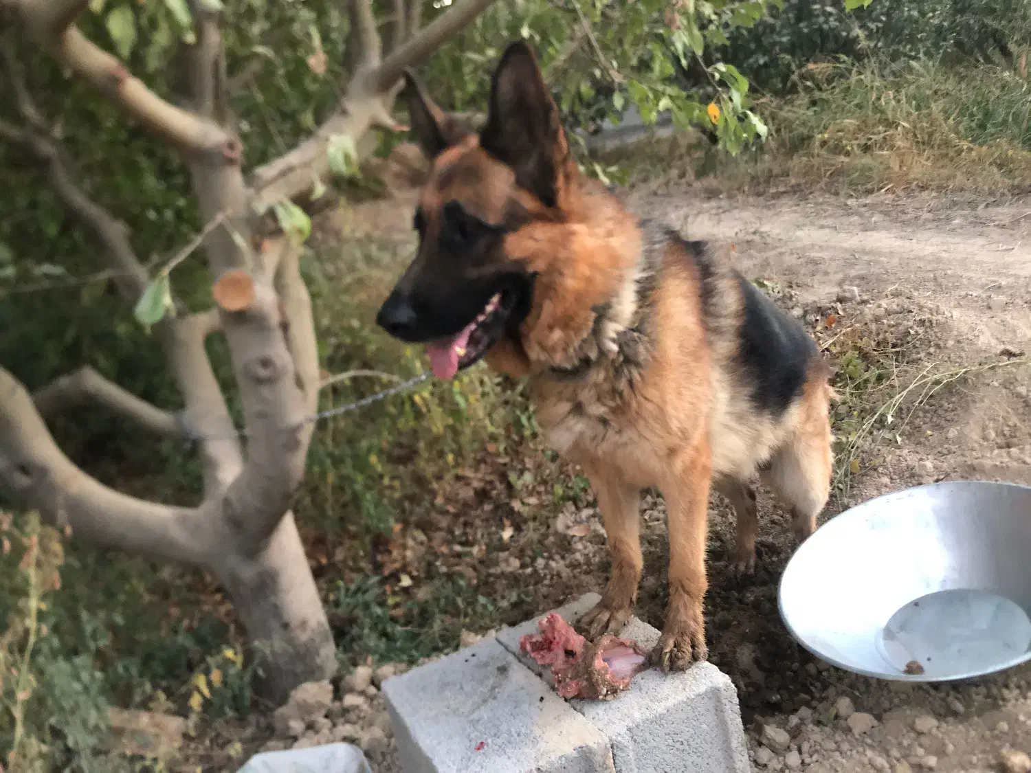 سگ ژرمن اصیل|سگ|وحیدیه, |دیوار