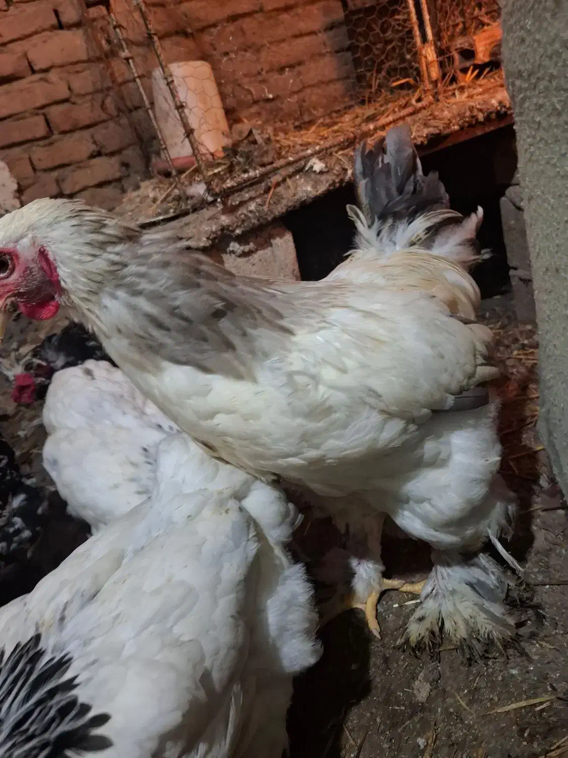 مرغ و خروس برهما لایت|حیوانات مزرعه|رستمکلا, |دیوار