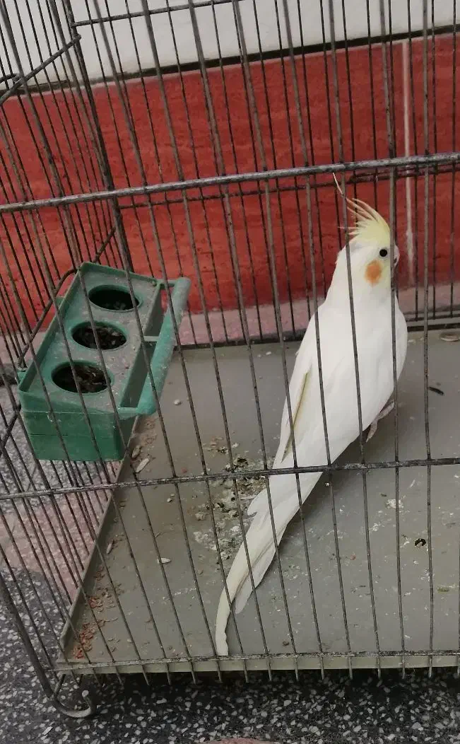 عروس هلندی ماده لوتینو|پرنده|لار, |دیوار