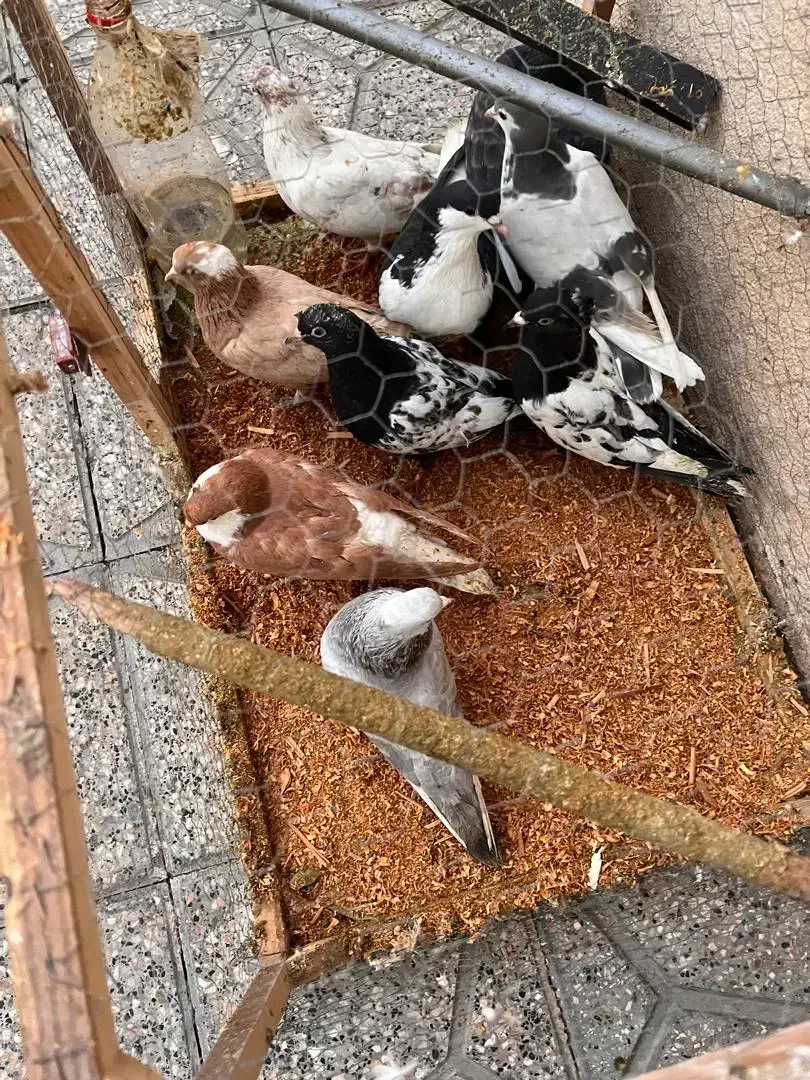 کفتر|پرنده|مشهد, مقدم|دیوار