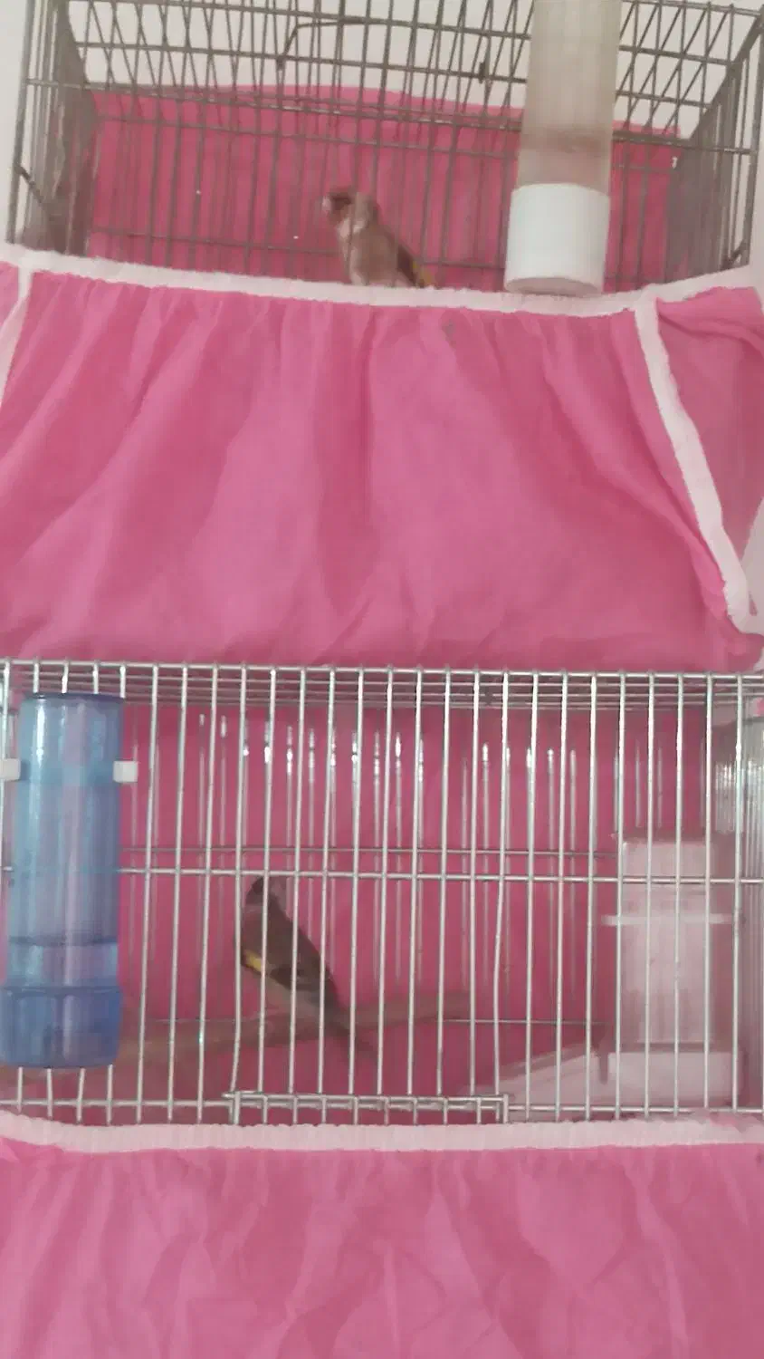 دوتاسهره نر یه گلبسر نر|پرنده|اصفهان, براآن شمالی|دیوار