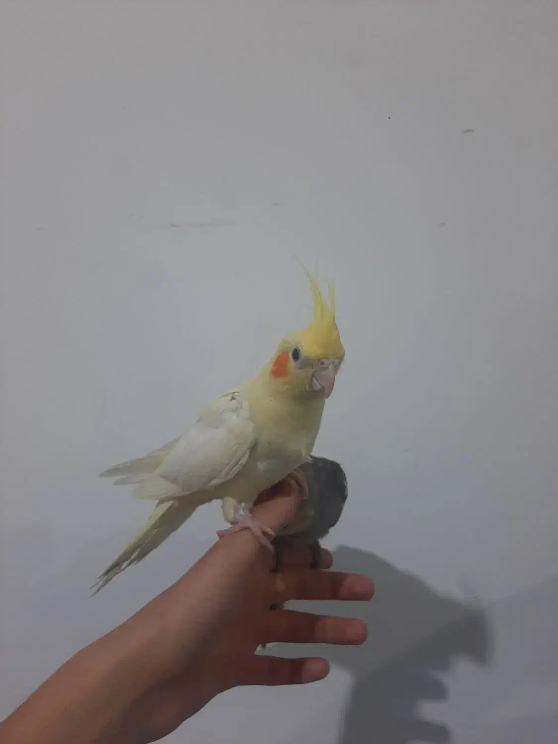 جوجه عروس هلندی|پرنده|مینودشت, |دیوار